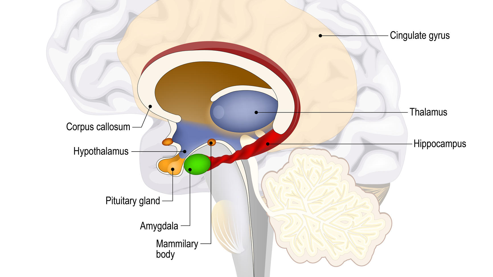 Dealing with anxiety. Diagram of brain showing amygdala 